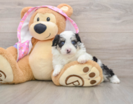 6 week old Mini Aussiedoodle Puppy For Sale - Puppy Love PR