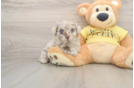 Mini Aussiedoodle Puppy for Adoption