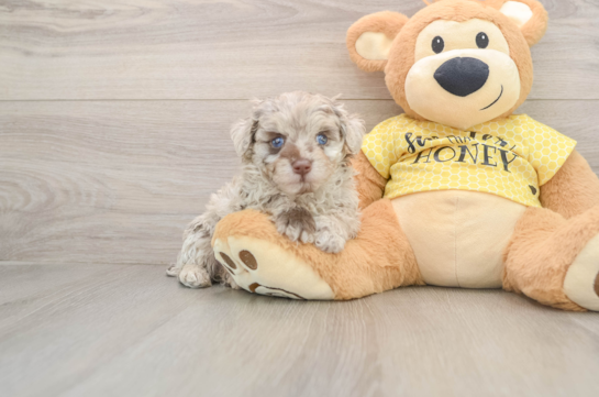 Mini Aussiedoodle Puppy for Adoption