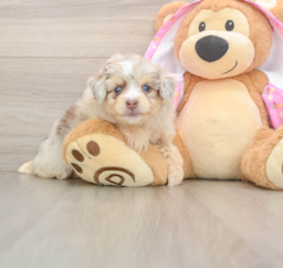 6 week old Mini Aussiedoodle Puppy For Sale - Puppy Love PR