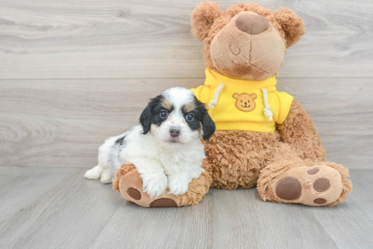 Meet Gemini - our Mini Aussiedoodle Puppy Photo 1/3 - Puppy Love PR Best Mini Aussiedoodle Baby