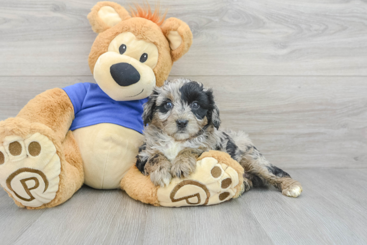 Meet Gemini - our Mini Aussiedoodle Puppy Photo 1/3 - Puppy Love PR Smart Mini Aussiedoodle Poodle Mix Pup