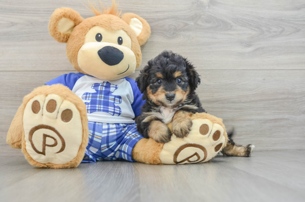 6 week old Mini Aussiedoodle Puppy For Sale - Puppy Love PR