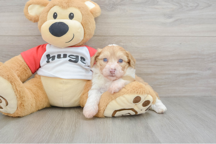Meet Gemini - our Mini Aussiedoodle Puppy Photo 1/3 - Puppy Love PR Smart Mini Aussiedoodle Poodle Mix Pup