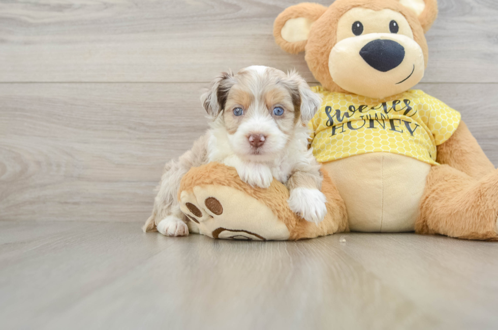 6 week old Mini Aussiedoodle Puppy For Sale - Puppy Love PR