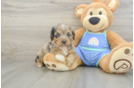 Best Mini Aussiedoodle Baby