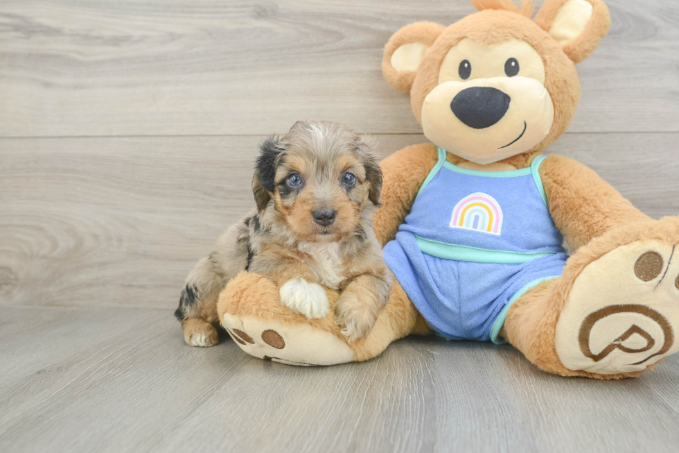 Best Mini Aussiedoodle Baby