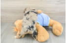 Cute Mini Aussiedoodle Baby