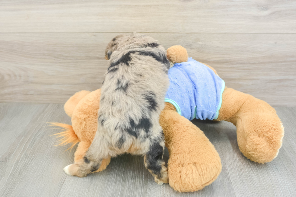 Cute Mini Aussiedoodle Baby