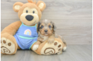 Mini Aussiedoodle Puppy for Adoption