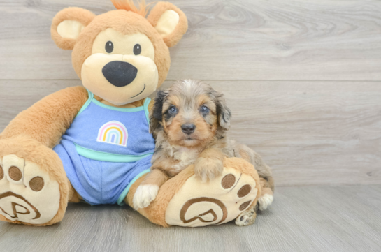 Mini Aussiedoodle Puppy for Adoption