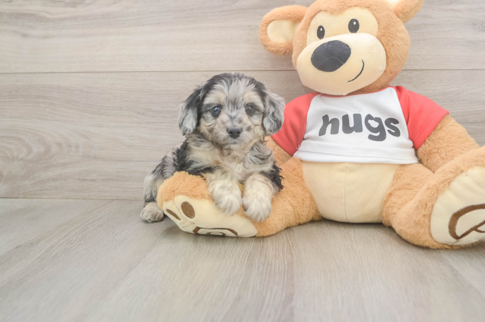 5 week old Mini Aussiedoodle Puppy For Sale - Puppy Love PR