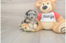 Meet Gemini - our Mini Aussiedoodle Puppy Photo  1/3 - Puppy Love PR Mini Aussiedoodle Pup Being Cute