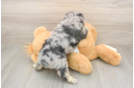 Meet Gemini - our Mini Aussiedoodle Puppy Photo  3/3 - Puppy Love PR Mini Aussiedoodle Puppy for Adoption