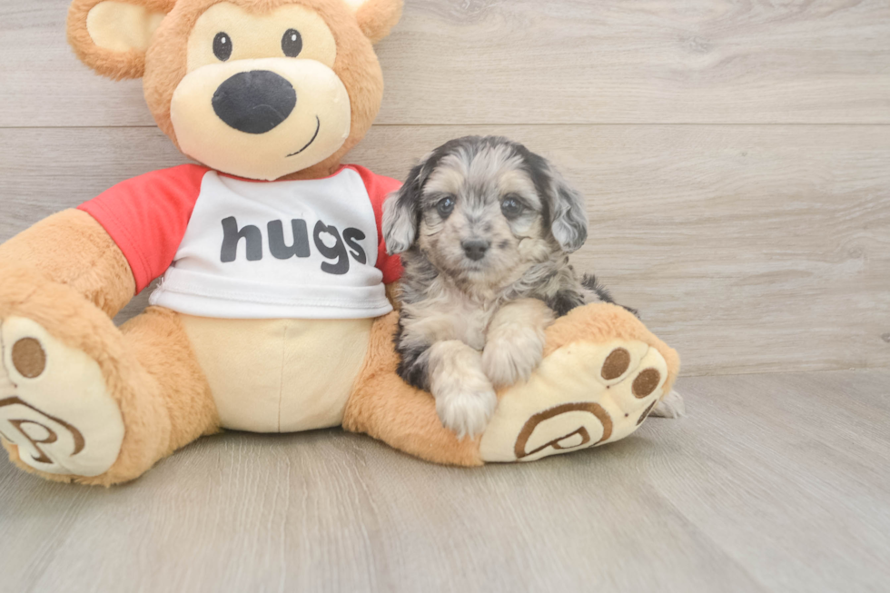 Meet Gemini - our Mini Aussiedoodle Puppy Photo  2/3 - Puppy Love PR Small Mini Aussiedoodle Baby