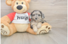 Meet Gemini - our Mini Aussiedoodle Puppy Photo  2/3 - Puppy Love PR Small Mini Aussiedoodle Baby