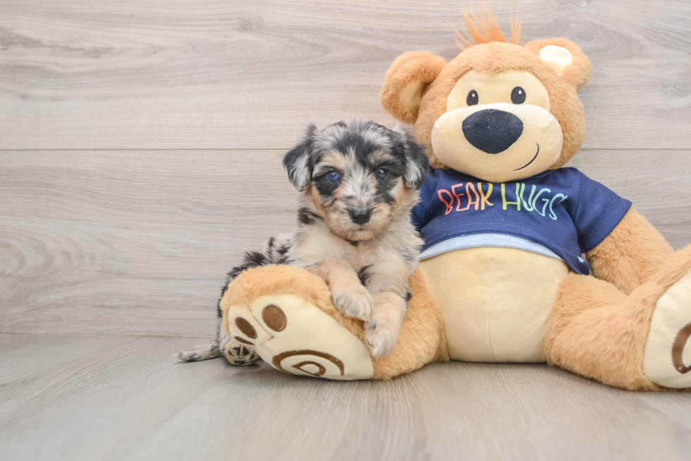 Energetic Aussie Poo Poodle Mix Puppy