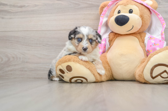 Mini Aussiedoodle Puppy for Adoption