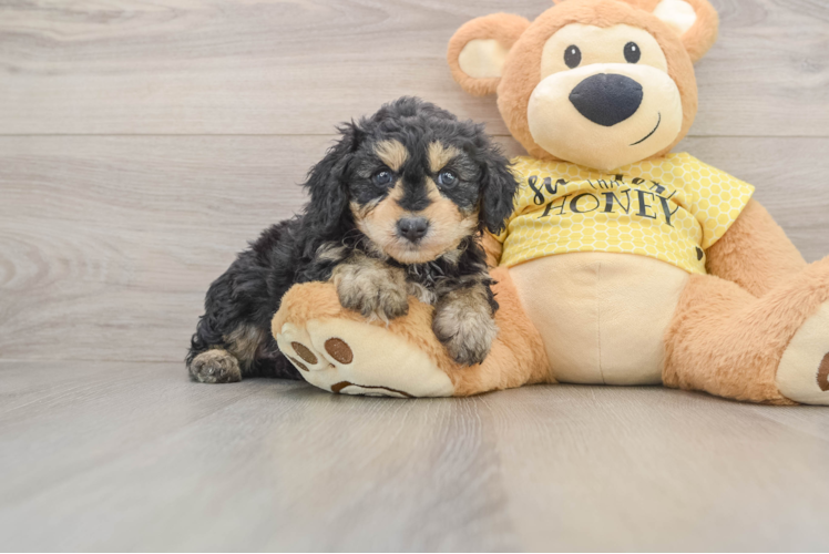 Smart Mini Aussiedoodle Poodle Mix Pup