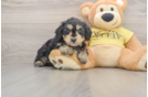 Smart Mini Aussiedoodle Poodle Mix Pup