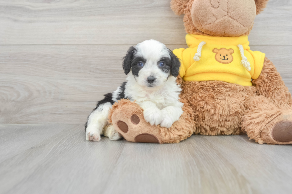 7 week old Mini Aussiedoodle Puppy For Sale - Puppy Love PR
