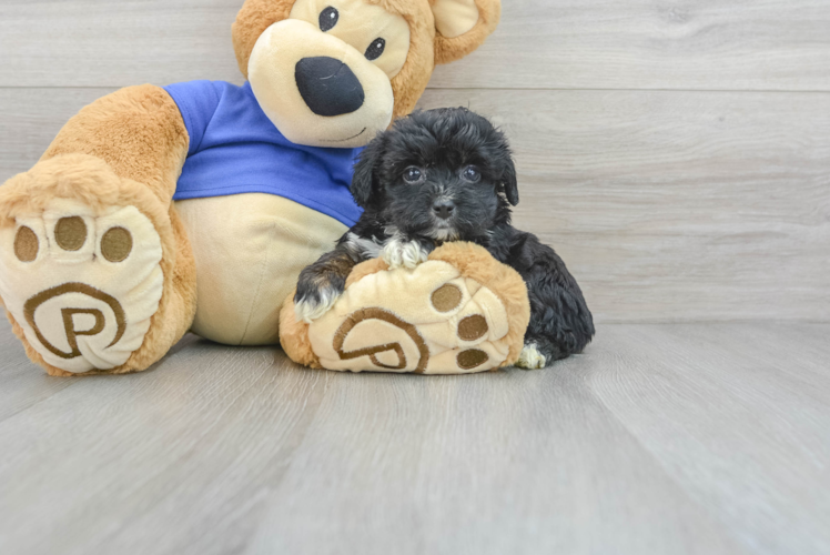 Meet Glitter - our Mini Aussiedoodle Puppy Photo 1/3 - Puppy Love PR Best Mini Aussiedoodle Baby