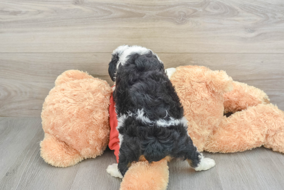 Sweet Mini Aussiedoodle Baby