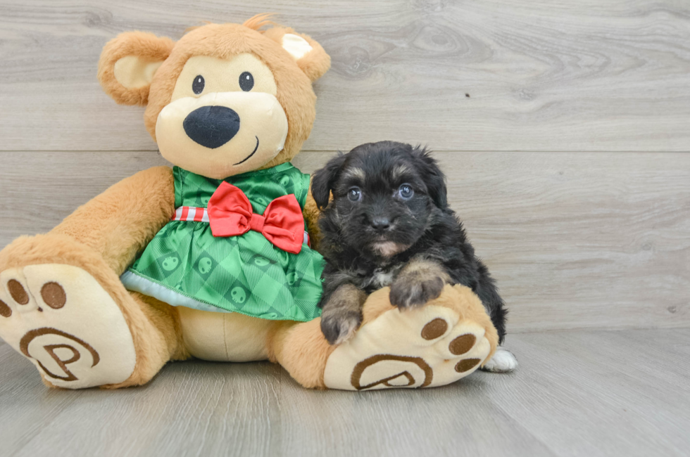 6 week old Mini Aussiedoodle Puppy For Sale - Puppy Love PR