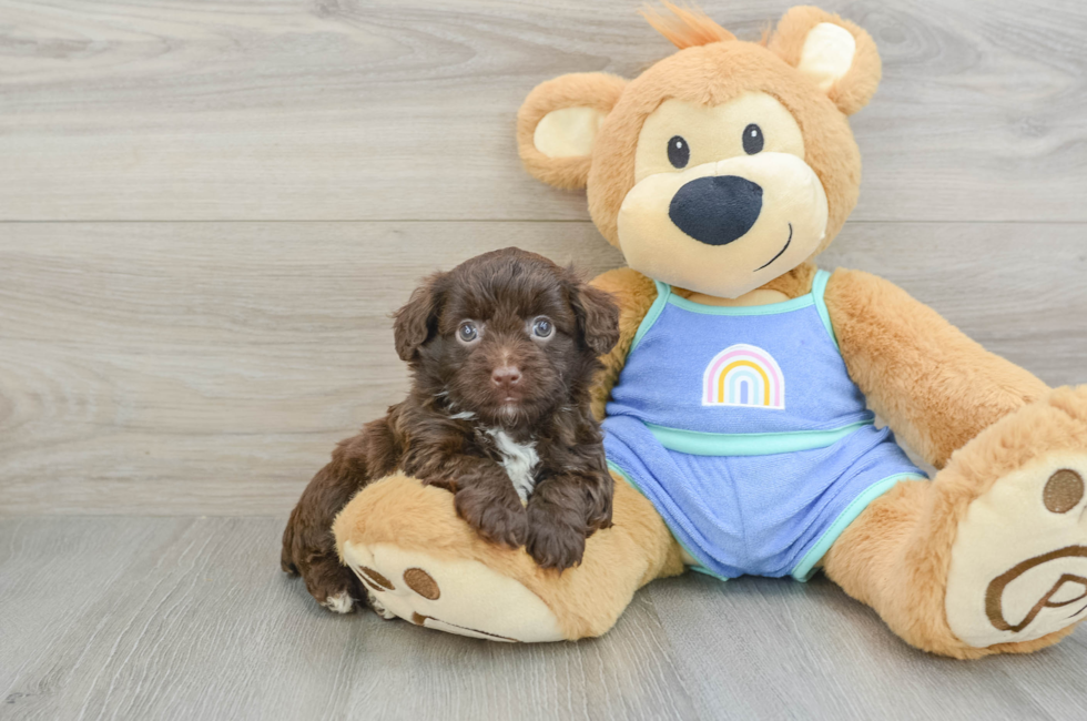 5 week old Mini Aussiedoodle Puppy For Sale - Puppy Love PR