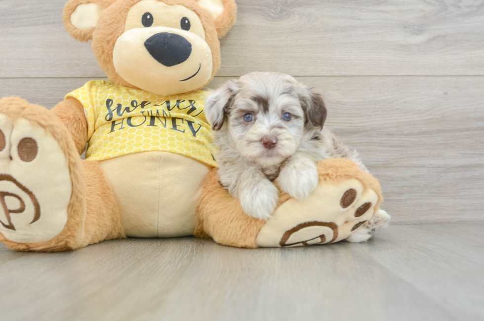 6 week old Mini Aussiedoodle Puppy For Sale - Puppy Love PR