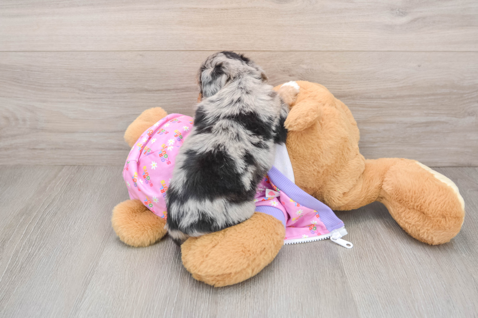 Best Mini Aussiedoodle Baby