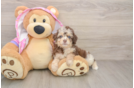 Little Aussiepoo Poodle Mix Puppy