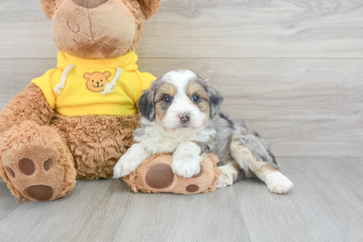 Meet Grayson - our Mini Aussiedoodle Puppy Photo 1/3 - Puppy Love PR Mini Aussiedoodle Puppy for Adoption