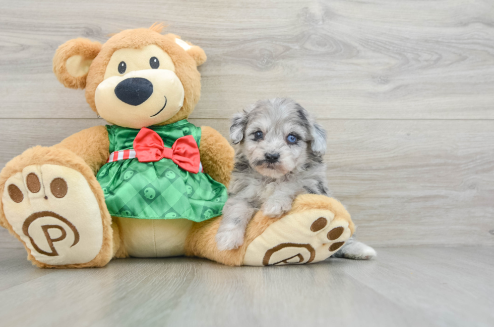 6 week old Mini Aussiedoodle Puppy For Sale - Puppy Love PR