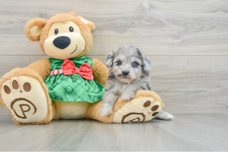 Meet Grayson - our Mini Aussiedoodle Puppy Photo 1/3 - Puppy Love PR Best Mini Aussiedoodle Baby