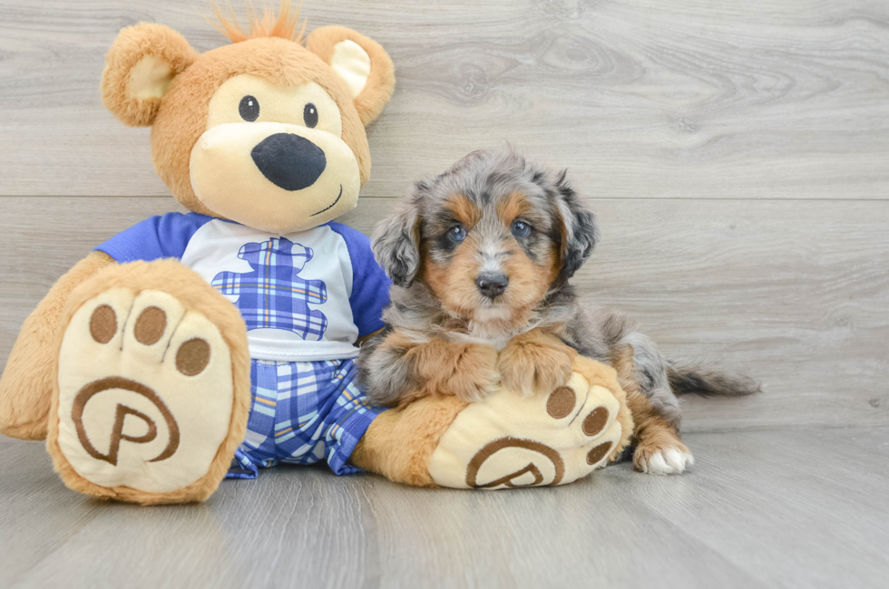 6 week old Mini Aussiedoodle Puppy For Sale - Puppy Love PR