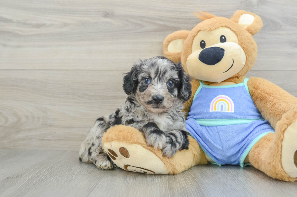 5 week old Mini Aussiedoodle Puppy For Sale - Puppy Love PR