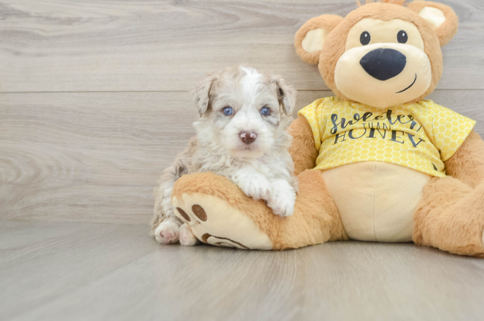 6 week old Mini Aussiedoodle Puppy For Sale - Puppy Love PR