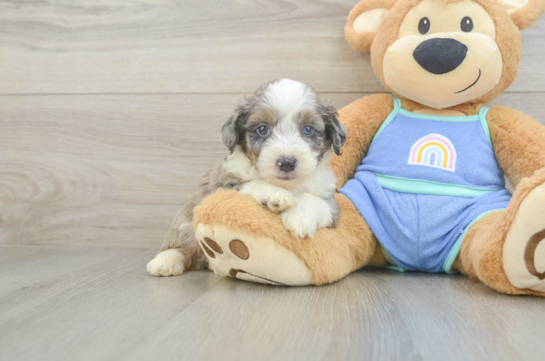 Popular Mini Aussiedoodle Poodle Mix Pup