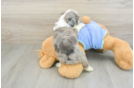 Mini Aussiedoodle Puppy for Adoption
