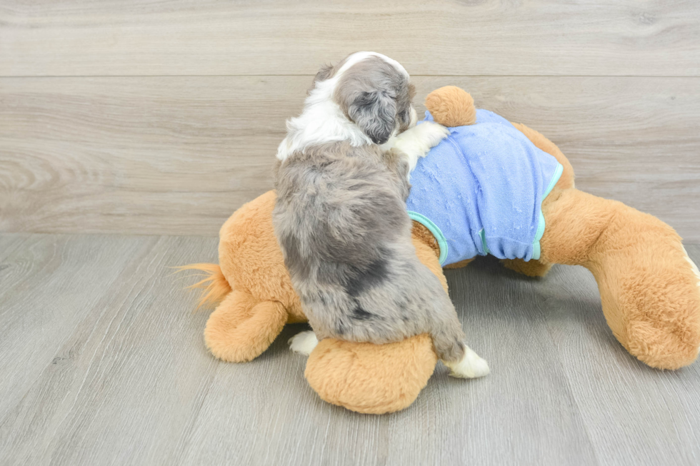 Mini Aussiedoodle Puppy for Adoption
