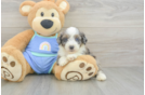 Energetic Aussie Poo Poodle Mix Puppy