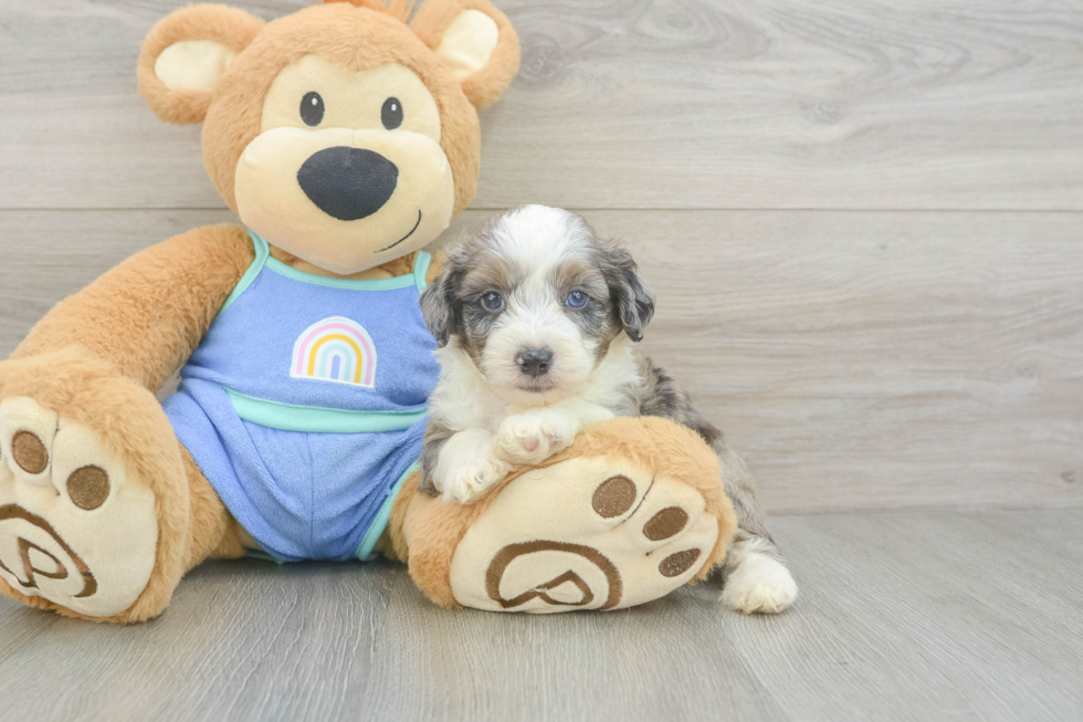 Energetic Aussie Poo Poodle Mix Puppy
