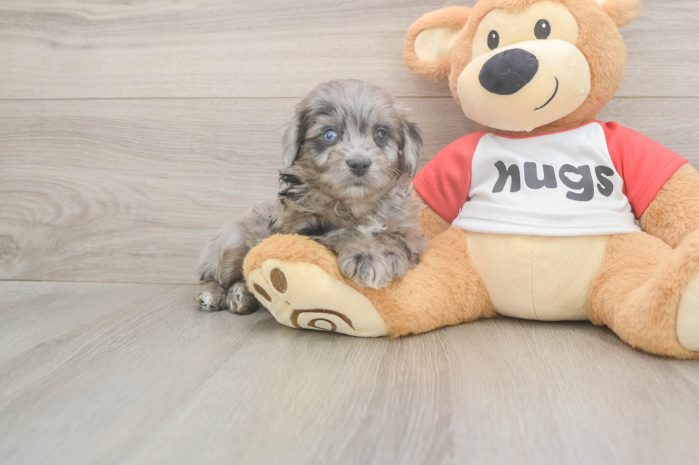 Meet Grayson - our Mini Aussiedoodle Puppy Photo  2/3 - Puppy Love PR Best Mini Aussiedoodle Baby