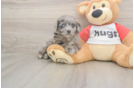 Meet Grayson - our Mini Aussiedoodle Puppy Photo  2/3 - Puppy Love PR Best Mini Aussiedoodle Baby