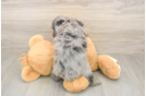 Meet Grayson - our Mini Aussiedoodle Puppy Photo  3/3 - Puppy Love PR Mini Aussiedoodle Puppy for Adoption