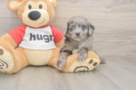 5 week old Mini Aussiedoodle Puppy For Sale - Puppy Love PR Mini Aussiedoodle Pup Being Cute