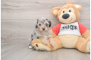 Small Mini Aussiedoodle Baby