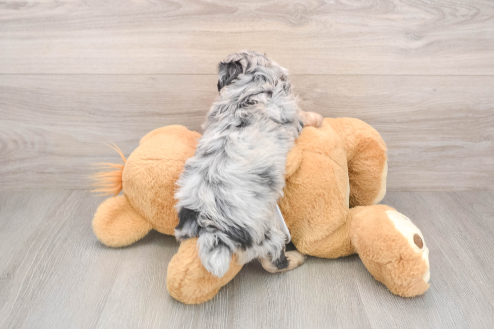 Popular Mini Aussiedoodle Poodle Mix Pup