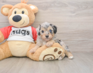5 week old Mini Aussiedoodle Puppy For Sale - Puppy Love PR